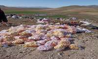 معدوم نمودن بیش از یک تن مواد غذایی فاسد و غیربهداشتی در شهرستان بوکان